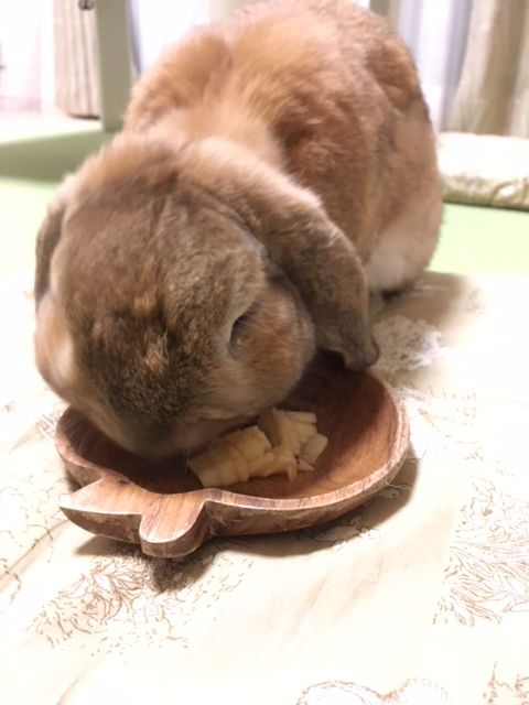 うさぎツリー イラスト うさぎのたいさのじかん