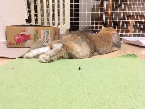 構わないで