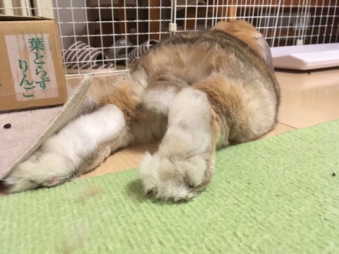 放っておいて