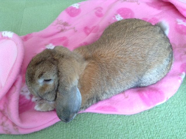 ミッション うさぎのたいさのじかん