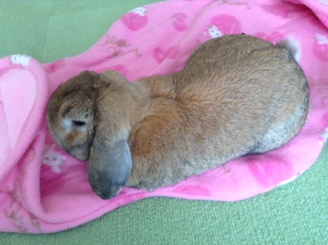 ミッション うさぎのたいさのじかん