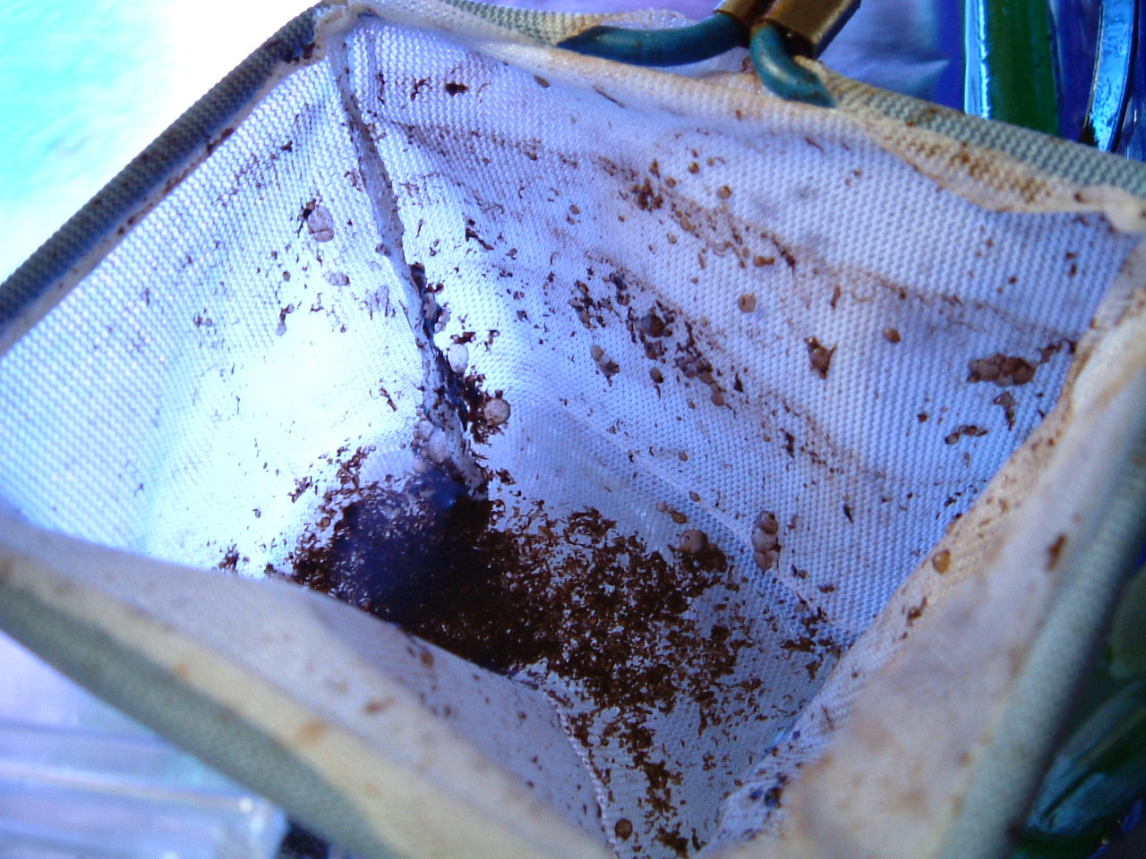 またもや油膜 癒されたい僕のブログ 海水魚編 またもや油膜 癒されたい僕のブログ 海水魚編