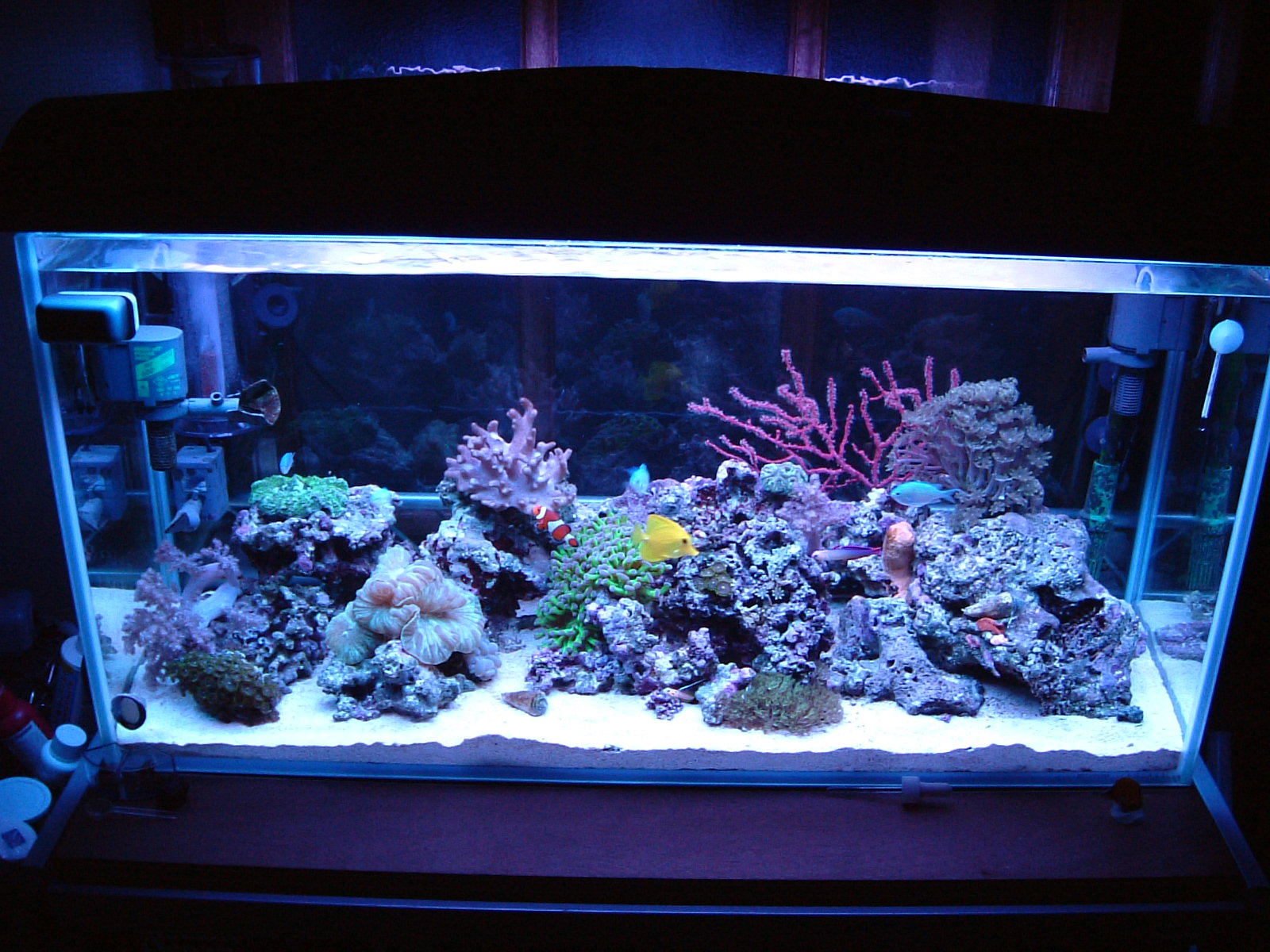 癒されたい僕のブログ 海水魚編 日記 90cm水槽 Livedoor Blog ブログ