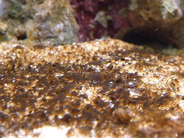 癒されたい僕のブログ 海水魚編 日記 60cm水槽 Livedoor Blog ブログ 癒されたい僕のブログ 海水魚編 日記 60cm水槽 Livedoor Blog ブログ