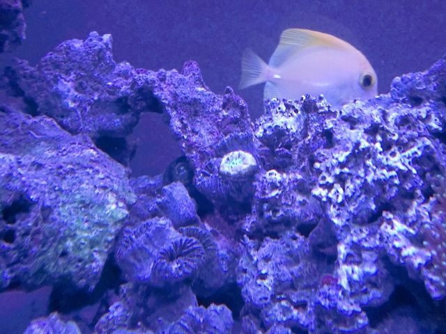 チリメンヤッコ餌食べず 癒されたい僕のブログ 海水魚編 チリメンヤッコ餌食べず 癒されたい僕のブログ 海水魚編