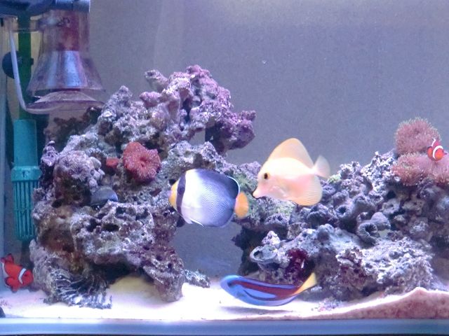 既存メンバーからの猛攻 癒されたい僕のブログ 海水魚編 既存メンバーからの猛攻 癒されたい僕のブログ 海水魚編