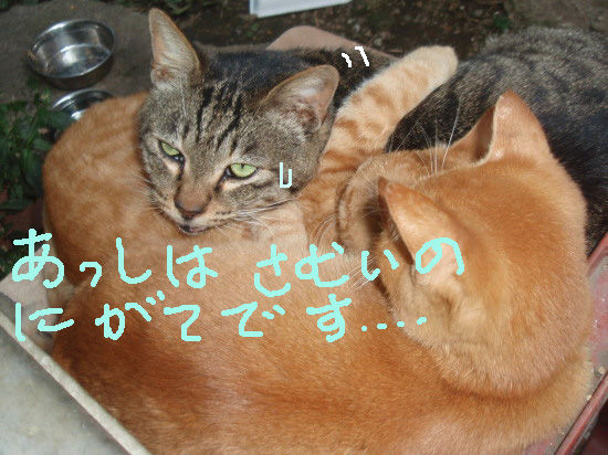 寒いのいや