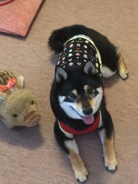 アイスフィールブラックダークマルチ