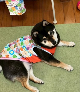 LINE_ALBUM_ちび太2025夏オピタノウエア☀️_250927_14