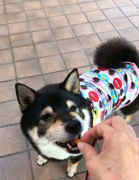 LINE_ALBUM_ちび太2025夏オピタノウエア☀️_250927_6