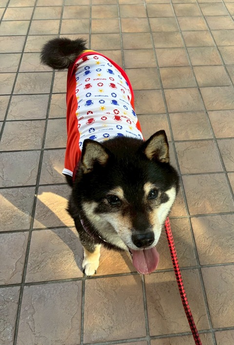 LINE_ALBUM_ちび太2025夏オピタノウエア☀️_250927_9