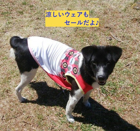 UTP353S_dpink_koori7