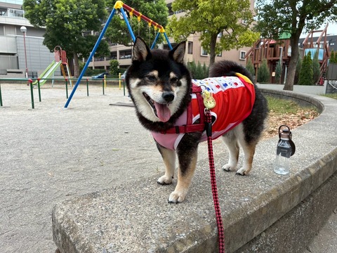 LINE_ALBUM_ちび太2025夏オピタノウエア☀️_250927_10