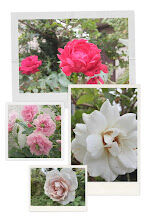 20241026_102210-COLLAGE (1)