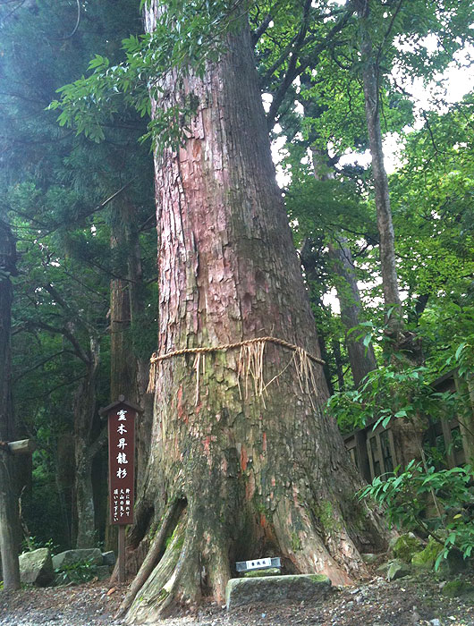 sugi010