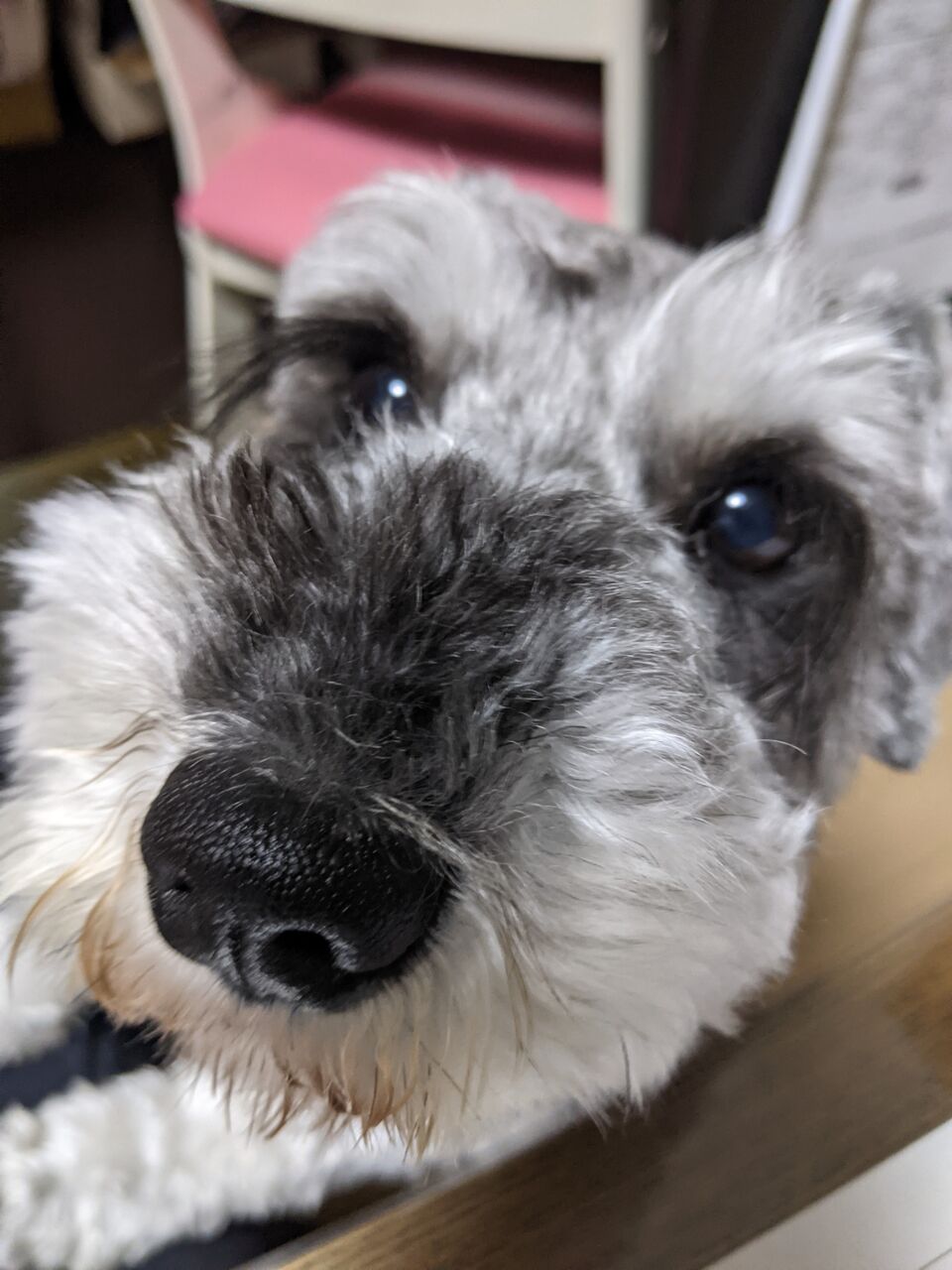 Nn難関プログレス 保育士ママとヒゲ犬の日常