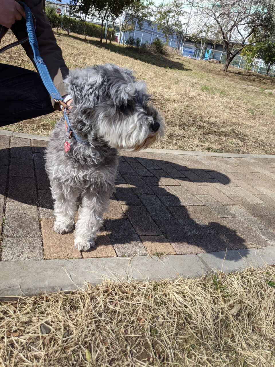 ブドウ糖に神頼み 保育士ママとヒゲ犬の日常 ブドウ糖に神頼み 保育士ママとヒゲ犬の日常