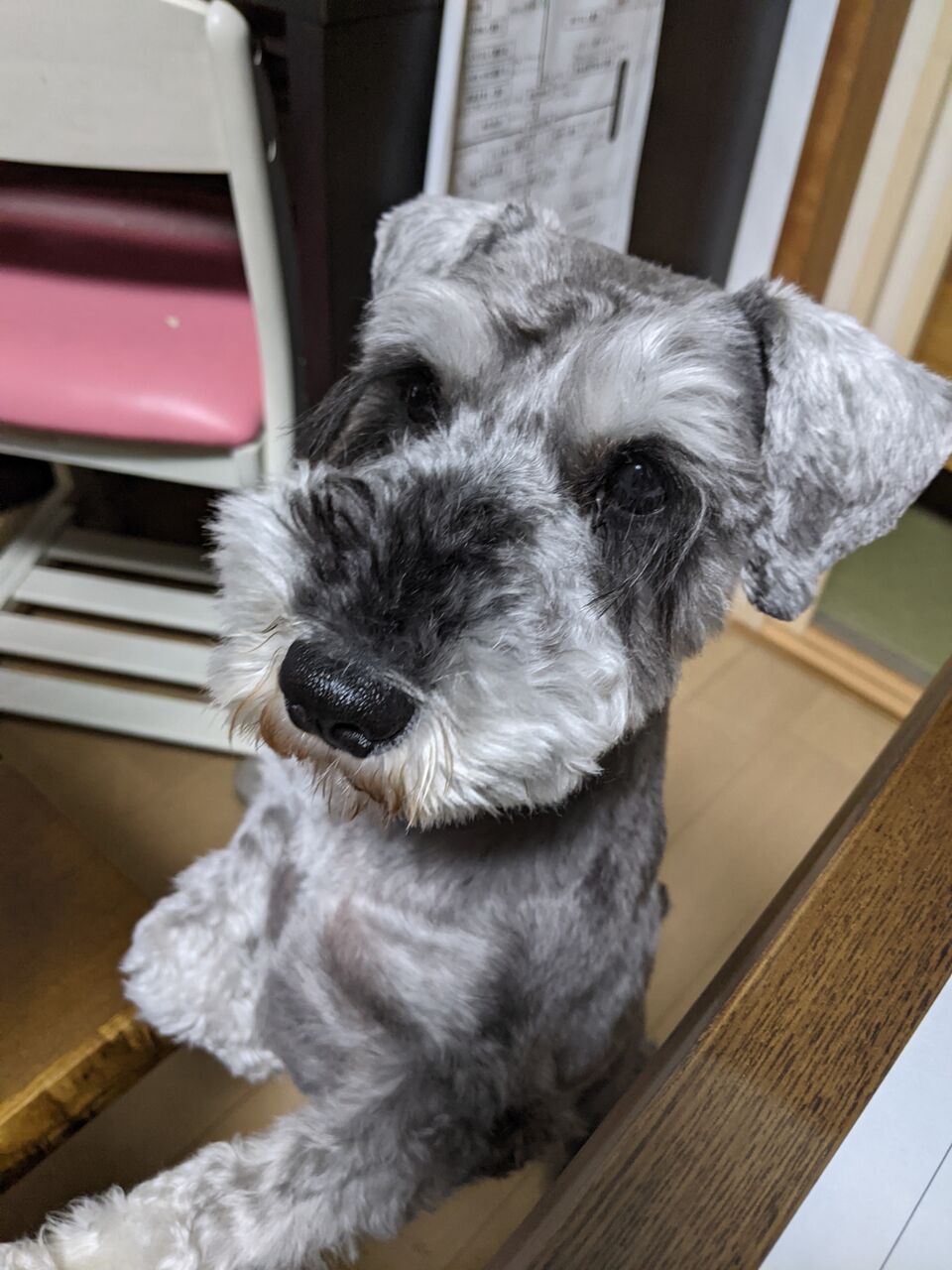 Nn難関プログレス 保育士ママとヒゲ犬の日常