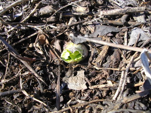 IMGP0258