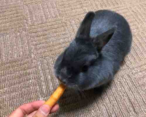 メスうさぎのマウンティング 動画制作初心者のyoutube生活 メスうさぎのマウンティング 動画制作初心者のyoutube生活