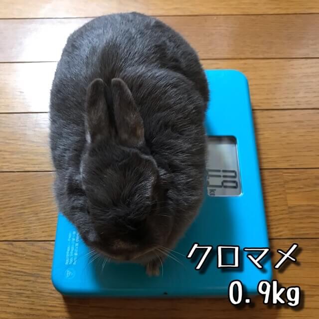 うさぎ達の体重測定 動画制作初心者のyoutube生活