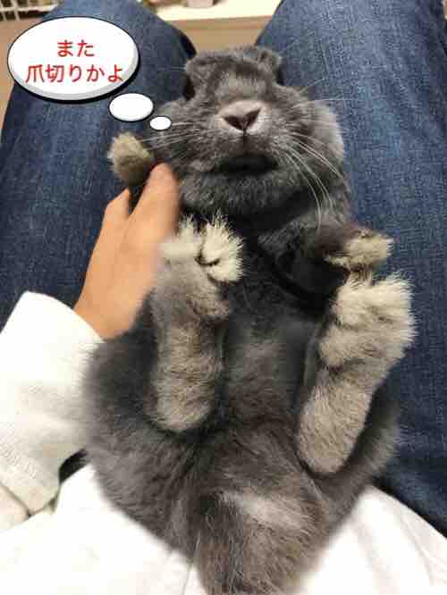 うさぎの爪切り まとめ 動画制作初心者のyoutube生活