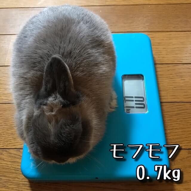 うさぎ達の体重測定 動画制作初心者のyoutube生活