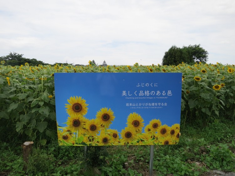 雁堤のひまわり畑 静岡県 07 うさぎの日記 雁堤のひまわり畑 静岡県 07 うさぎの日記