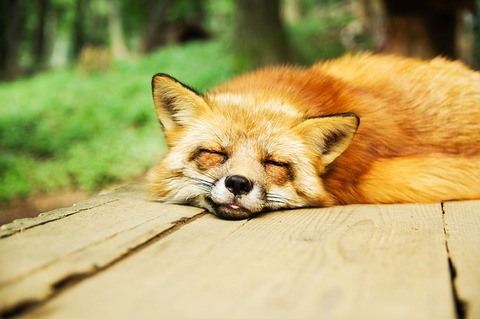 animal-967657_640