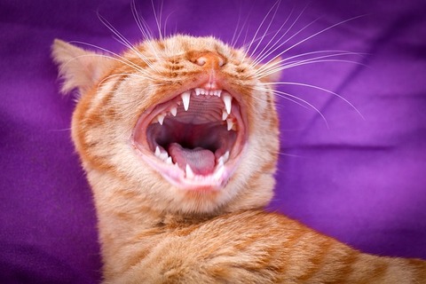 cat-3783130_640