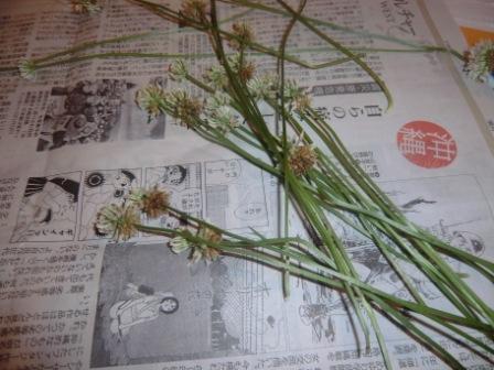 パジャマでうさぎのブログ