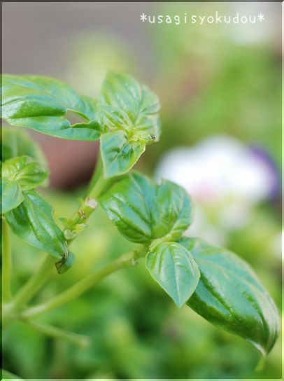 ★うさぎ食堂へようこそ★