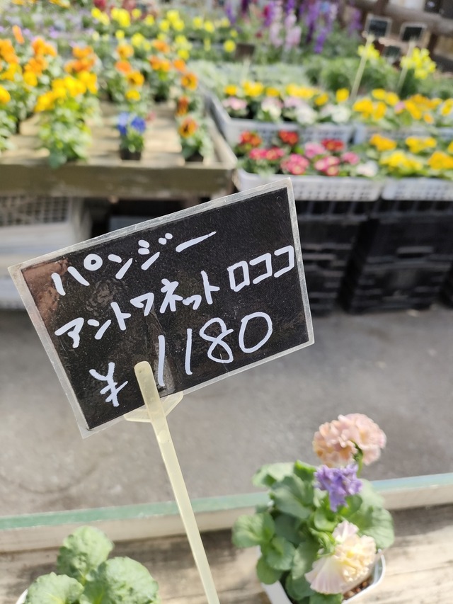 IMG20251116113256