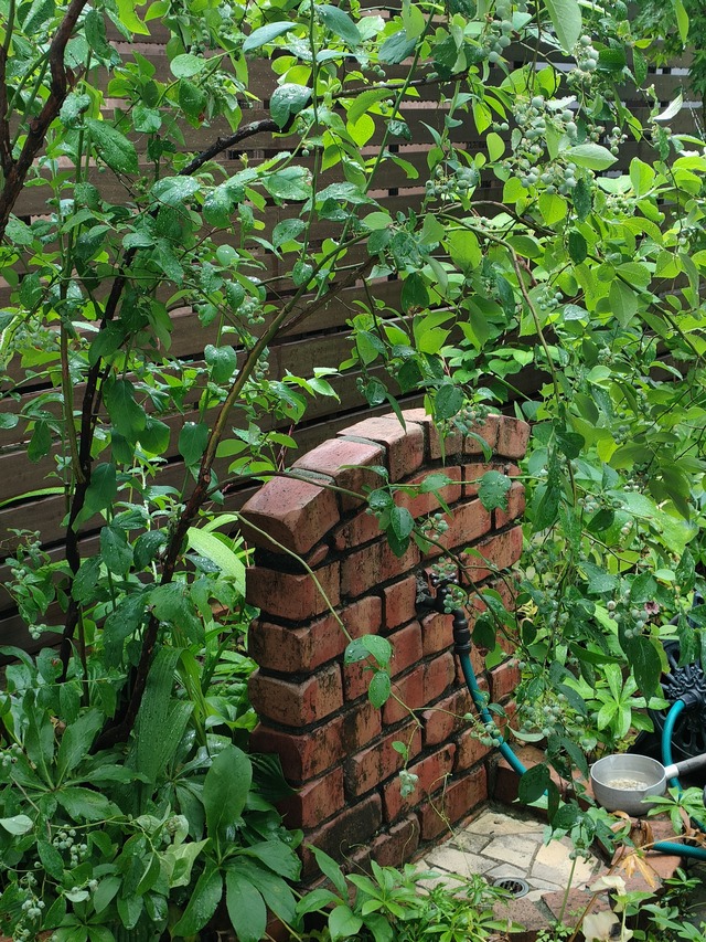 IMG20260528082109