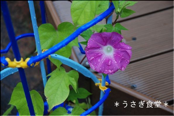 ★うさぎ食堂へようこそ★