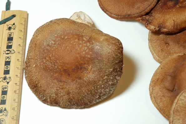 ★うさぎ食堂へようこそ★-原木 しいたけ