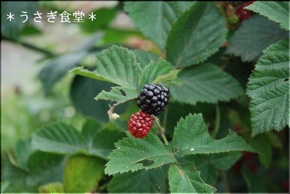 ★うさぎ食堂へようこそ★