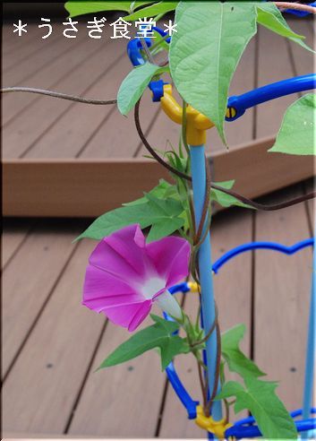 ★うさぎ食堂へようこそ★