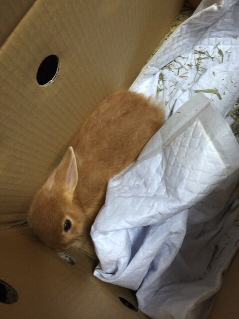 うさぎの可愛さは異常 うさぎまとめ