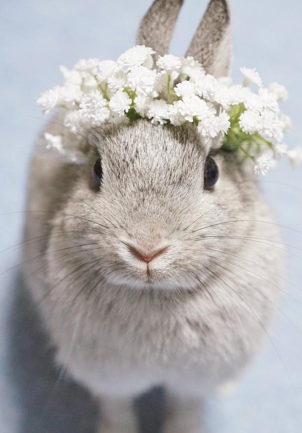 話題 うさぎの天使すぎるファッションショー 花冠をつけたうさぎがかわいいと話題に うさぎまとめ 話題 うさぎの天使すぎるファッションショー 花冠をつけたうさぎがかわいいと話題に うさぎまとめ