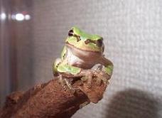 アマガエルの脱皮の頻度 カエルのいる生活
