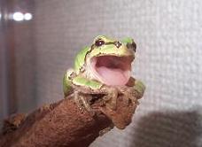 アマガエルの脱皮の頻度 カエルのいる生活