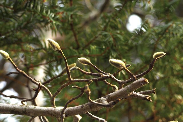 ��ϡ�ΤĤܤ�2302