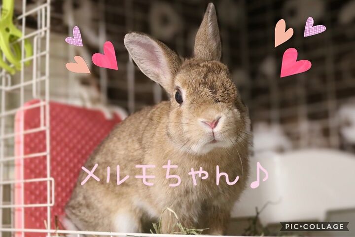 1月17日のうさぎさん 手作り雑貨と保護うさぎ