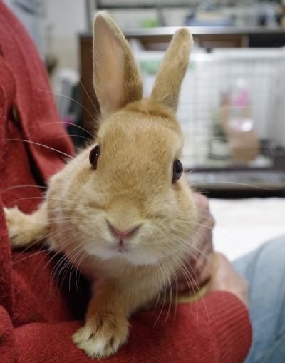 うっとこのこさん 手作り雑貨と保護うさぎ うっとこのこさん 手作り雑貨と保護うさぎ