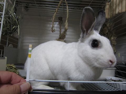 kagu0818