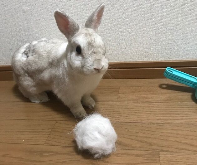 毛の個性。 : うさぎのきた道