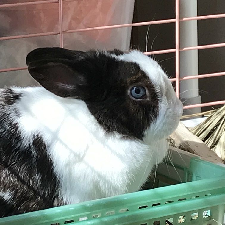 ダイちゃんはね うさぎのきた道 ダイちゃんはね うさぎのきた道