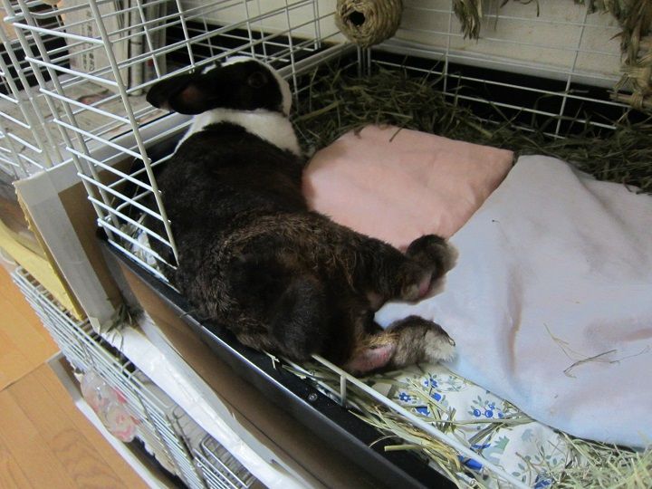 寝相のよいクロちゃん うさぎのきた道 寝相のよいクロちゃん うさぎのきた道