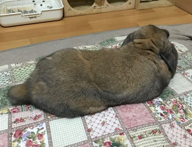 一足お先に春きたる うさぎのきた道